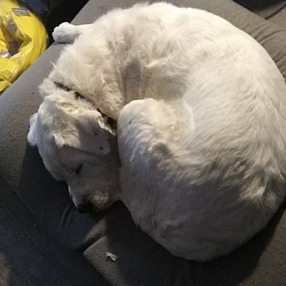 Meet your Posher, Dabbo